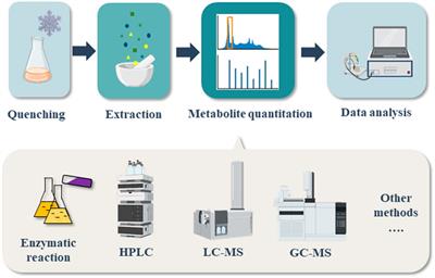 Precursor Quantitation Methods for Next Generation Food Production